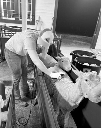 HREC staff collect ram carcass ultrasound data, including ribeye area, back fat thickness and ribeye depth. (NDSU photo)