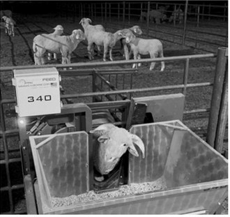 A ram has his daily feed intake tracked, as it is an important metric to calculate individual ram feed efficiency, or the amount of feed needed to gain one pound of body weight. (NDSU photo)