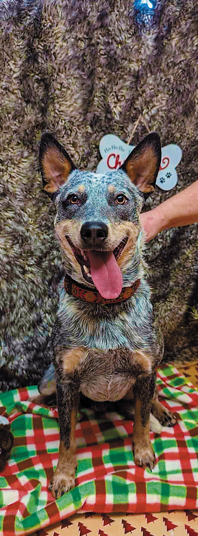Toby is a 1-year-old neutered male. He is super high energy and loves fetch with his whole life.
