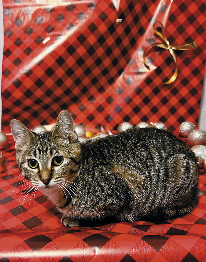 Keeping strays safe in a frigid season