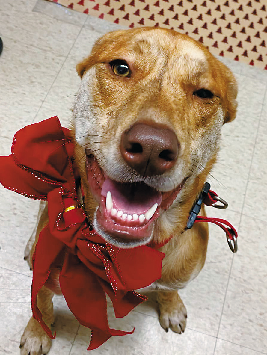 Keeping strays safe in a frigid season