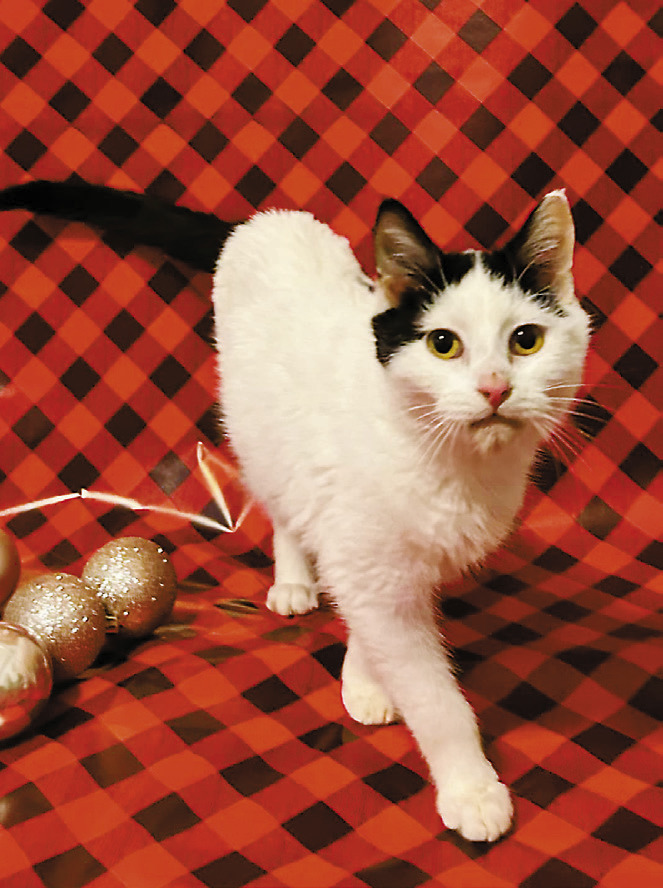 Keeping strays safe in a frigid season