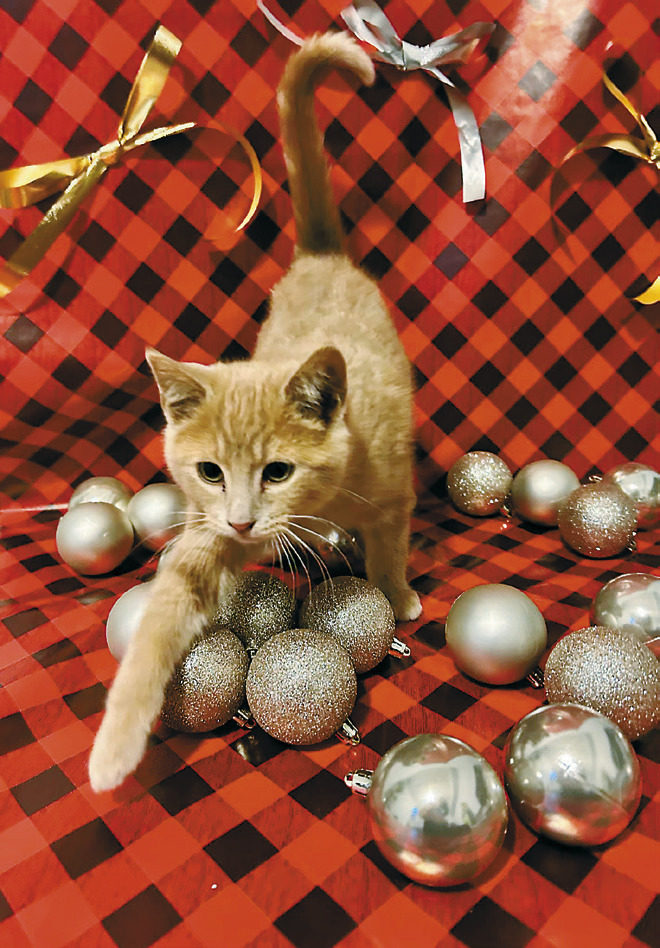Glory is a 2-year-old spayed female who just wants a human that will sit on the couch and cuddle with her for Christmas.