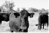 With virtual fence, auditory and electrical cues are administered when an animal enters or approaches preset boundaries. (NDSU photo)