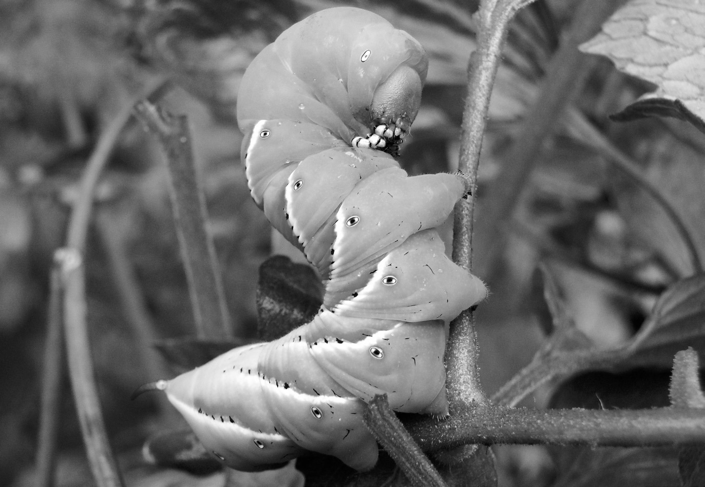 This hornworm eating a tomato vine can be controlled with a variety of available insecticides. (Pixabay photo)