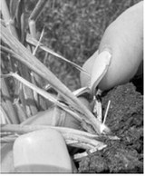 Hessian fly continues to increase in northeast North Dakota