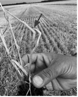 Hessian fly continues to increase in northeast North Dakota