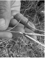 Hessian fly continues to increase in northeast North Dakota