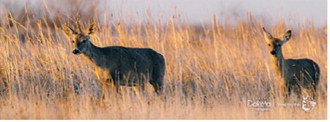 2025 Chronic Wasting Disease test results