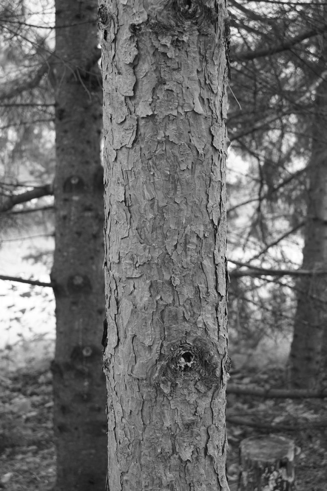 Flaky bark on a red pine tree, or maybe called a Norway pine, is often a normal part of its growth process. However, it can also be a sign of stress, disease or infestation. (NDSU photo)