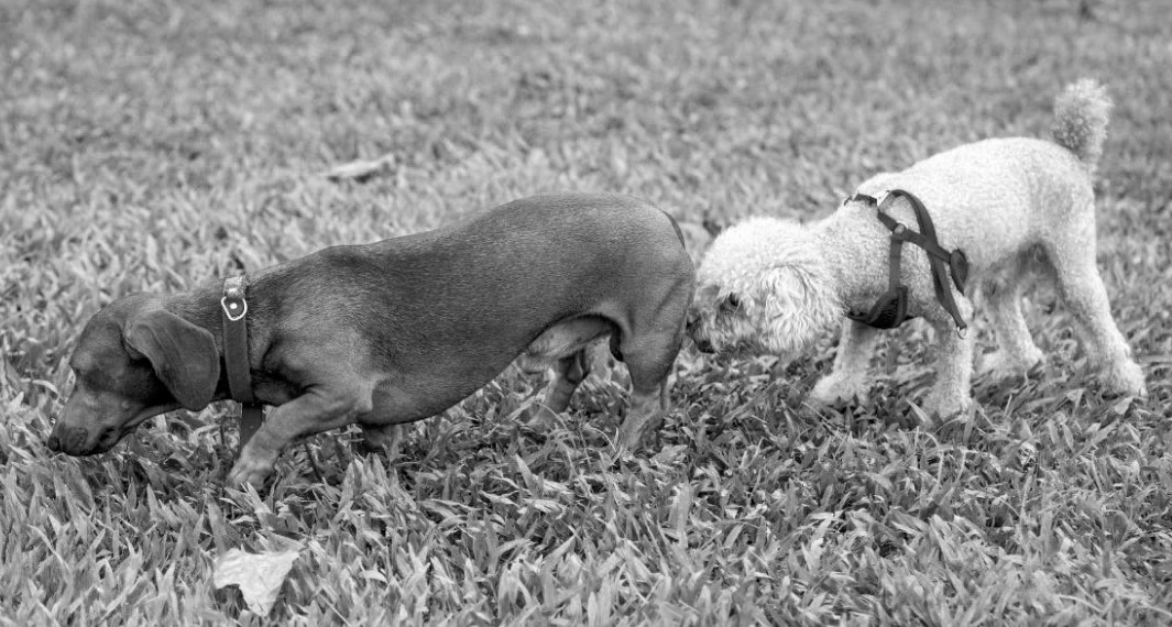Two dogs making sure the other is wearing the right pants.