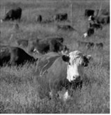 Forage nitrate levels can spike following rain