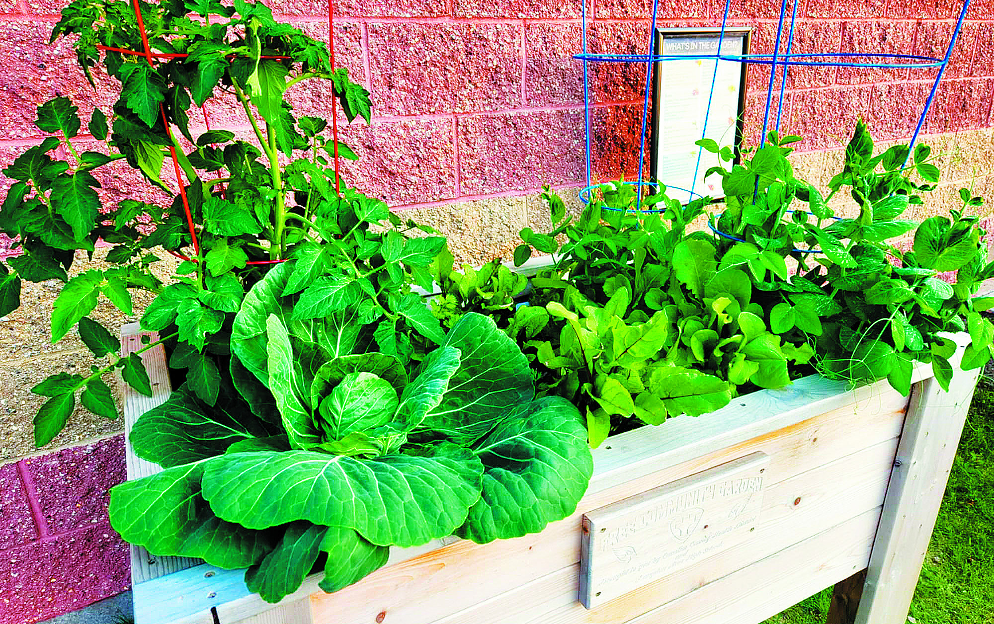 One of the several Community Garden Boxes thriving at Wheatland Estates. Photo by Hilary Nowatzki.