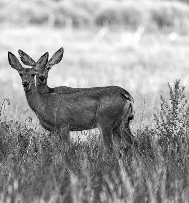 North Dakota Game and Fish Department updates