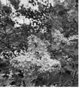 A common lilac showing off its 2026 blossoms – the same plant that blossomed in fall 2025 after being heavily infected with the fungus Pseudocercospora. NDSU photo