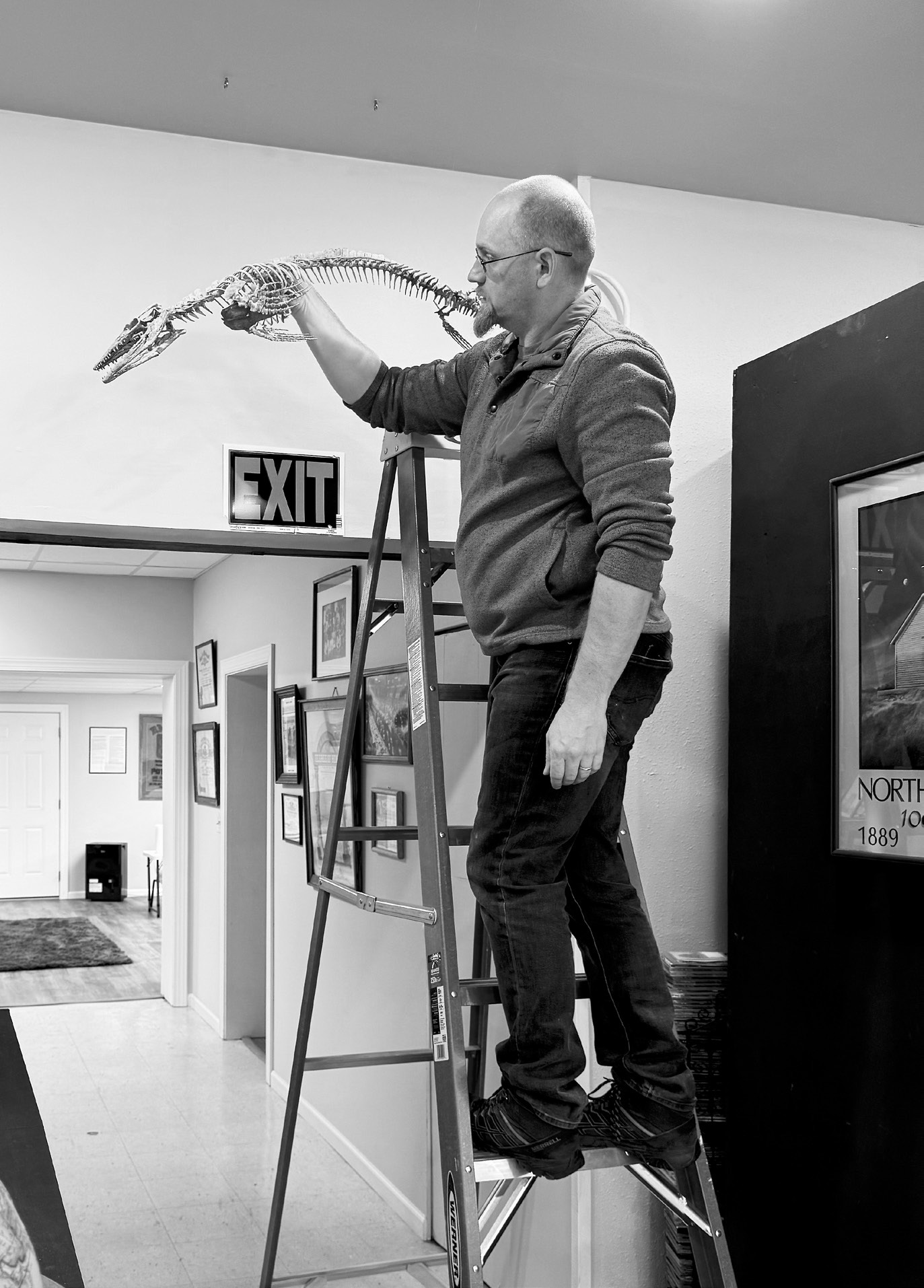 Clint Boyd, a senior paleontologist from Bismarck, installing the library’s new 4-foot scale of the Jormungandr Walhallaensis.