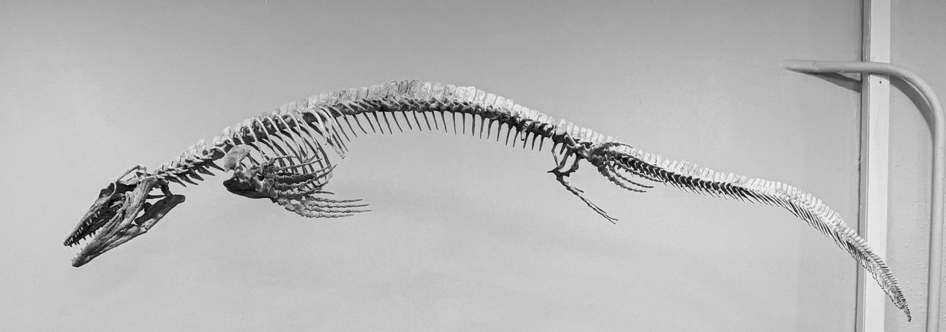 The Jormungandr Walhallaensis was a giant, meat-eating aquatic lizard which swam the Earth’s seas about 80 million years ago.