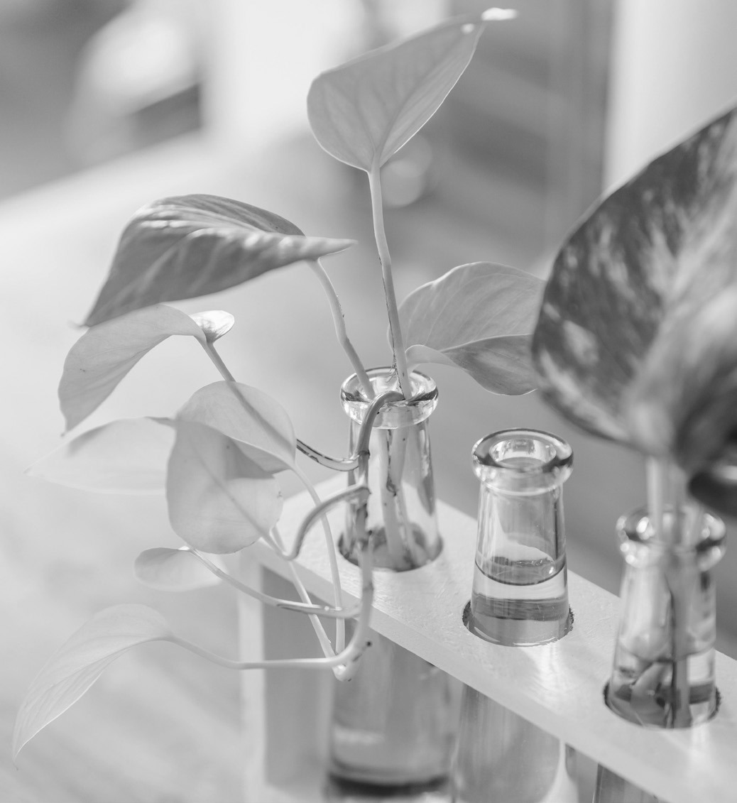 Propagating houseplants is a simple and affordable way to give a special gift to friends or simply expand your collection of houseplants. (Pexels photo)