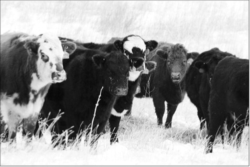 NDSU Extension has released its 2026 price projections for crops and livestock produced in the state. NDSU photo