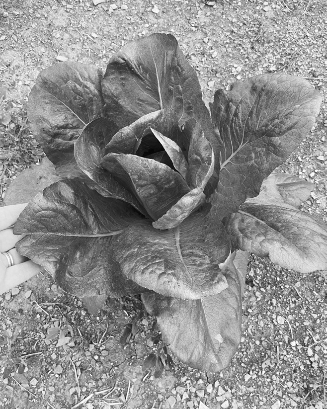 Wild lettuce.