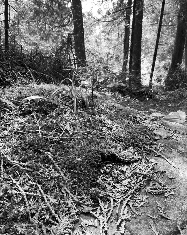 A fairy garden amongst the giants.