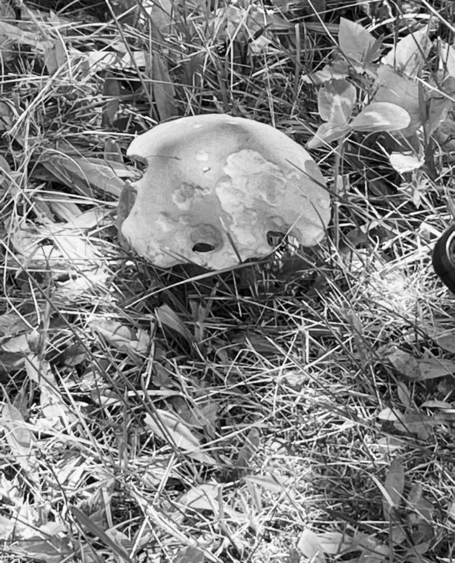 A mushroom that’s been nibbled on by wildlife.