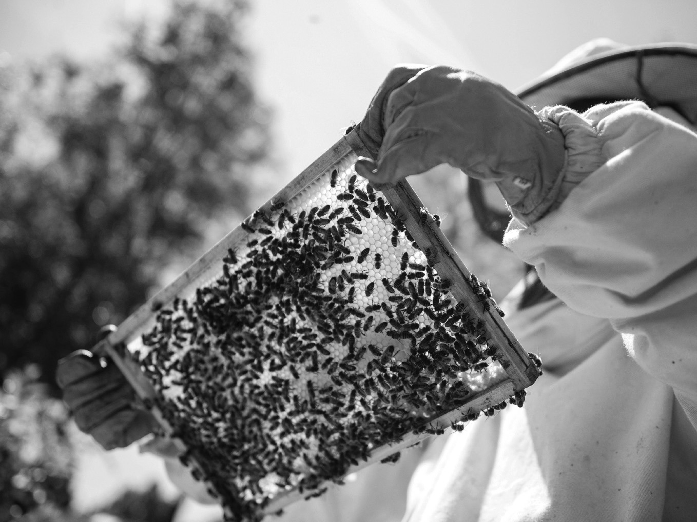 Researchers at NDSU are studying how bees endure cold winters and reproduce successfully in the spring.
