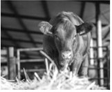 I-BAND opposes reopening southern border to live cattle imports