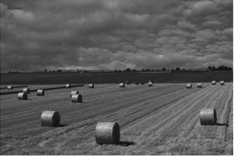 For late-season grazing, annual forage mixtures should include a cereal or grass that is high in fiber and brassicas, which will maintain high forage quality even after a killing frost.