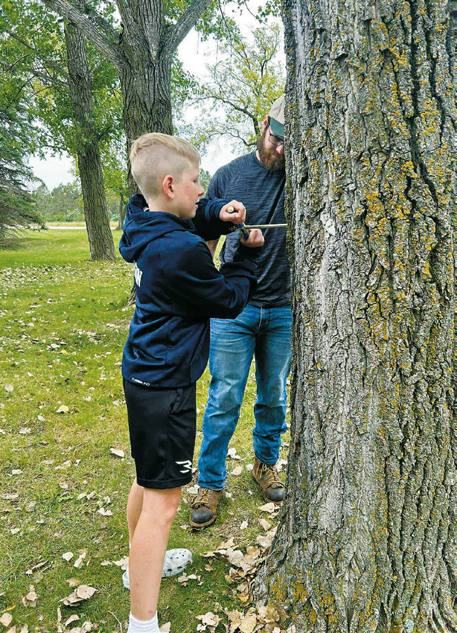 Trying to take a core sample out of a Cottonwood tree. Photo by Gretta Ohmann.