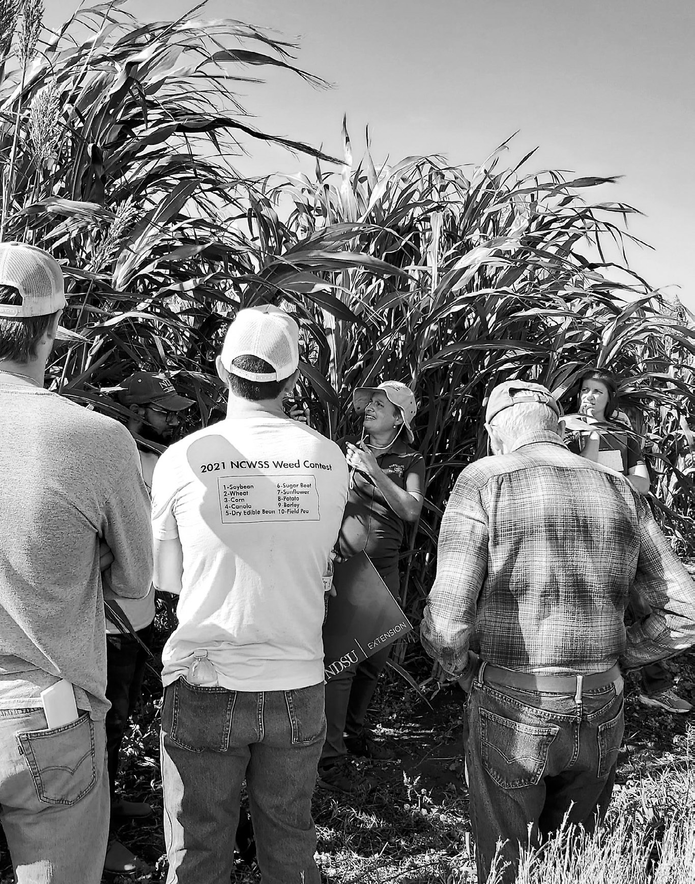 Field day participants will have the opportunity to learn about cover crops and new perennial grain crops. (NDSU photo)