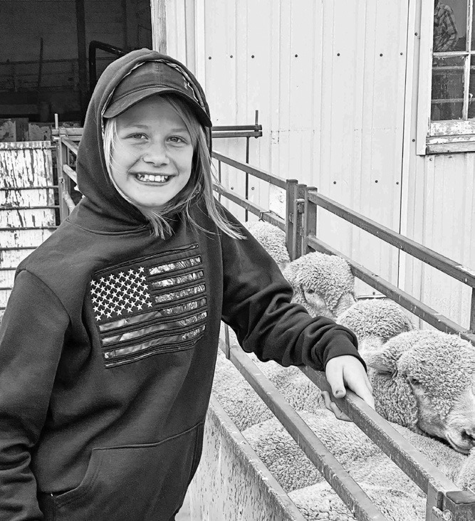 Sheep starter flocks available for North Dakota youth
