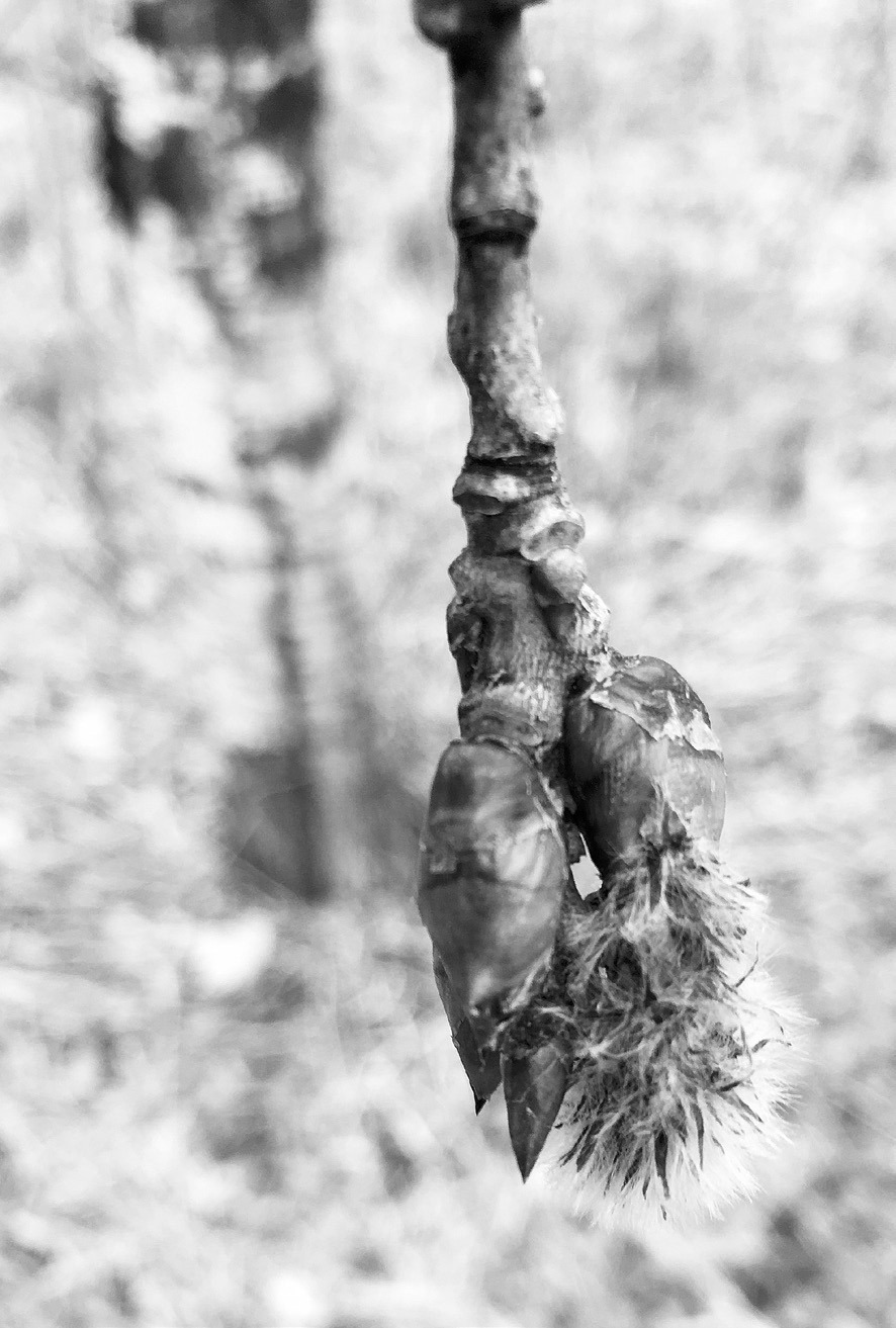 One of the first signs of spring is the opening flower of a quaking aspen tree. NDSU photo.