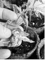 Oedema management strategies include avoiding overwatering, increasing air movement and ventilation, spacing plants, and improving lighting. (NDSU photo)