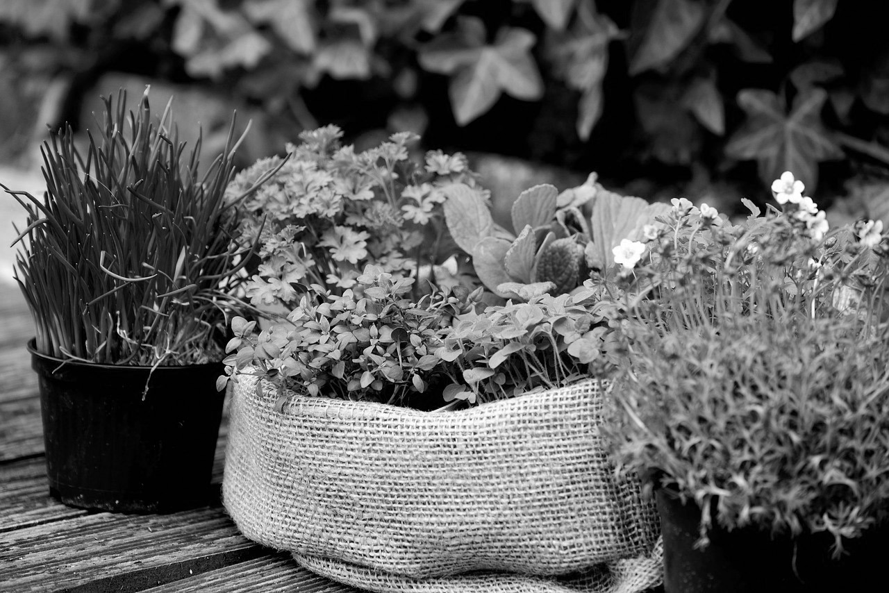 Many herbs are easy to grow in North Dakota gardens and are a fun way to add flavor, aroma and texture to your favorite foods. (Pixabay photo)