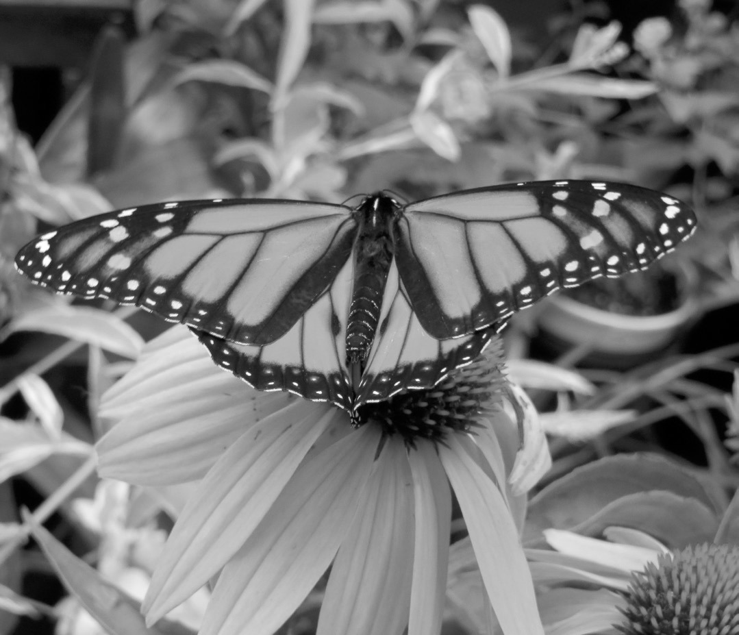 The U.S. Fish and Wildlife Service is proposing to list the monarch butterfly as threatened under the Endangered Species Act. (NDSU photo)