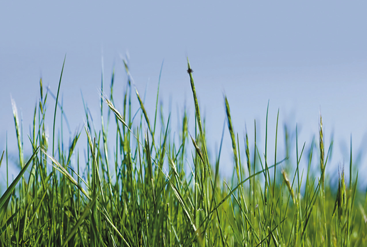Ticks are small and hard to spot, especially when they’re in tall grasses.