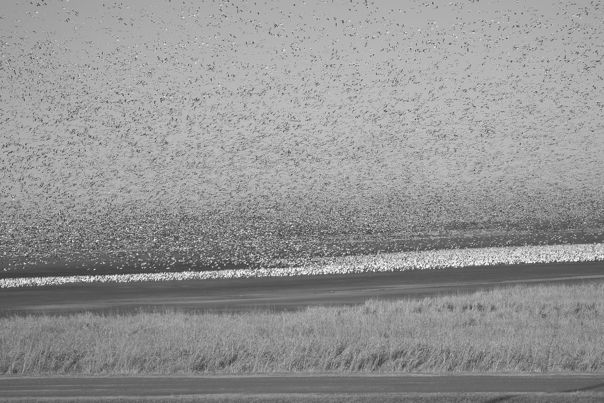 Hunters and poultry owners should be aware of the risk of HPAI in wildlife and use measures to prevent transmission to domestic poultry flocks. (U.S. Fish and Wildlife Services photo)
