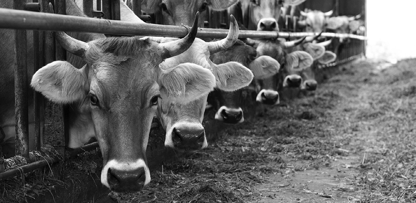 NDSU appoints new livestock judging