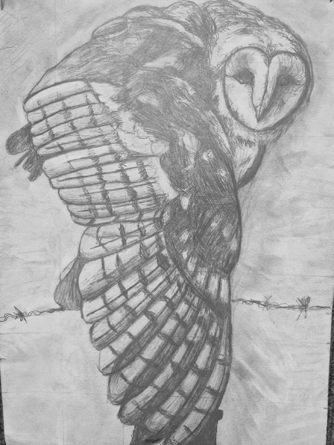 An owl done in graphite by Christine Joyner.