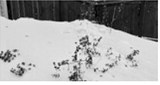 Snow traps heat, helps the soil retain moisture and limits how deeply the frost penetrates the ground. NDSU photo.