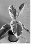Dakota Gardener: Take another look at ficus trees