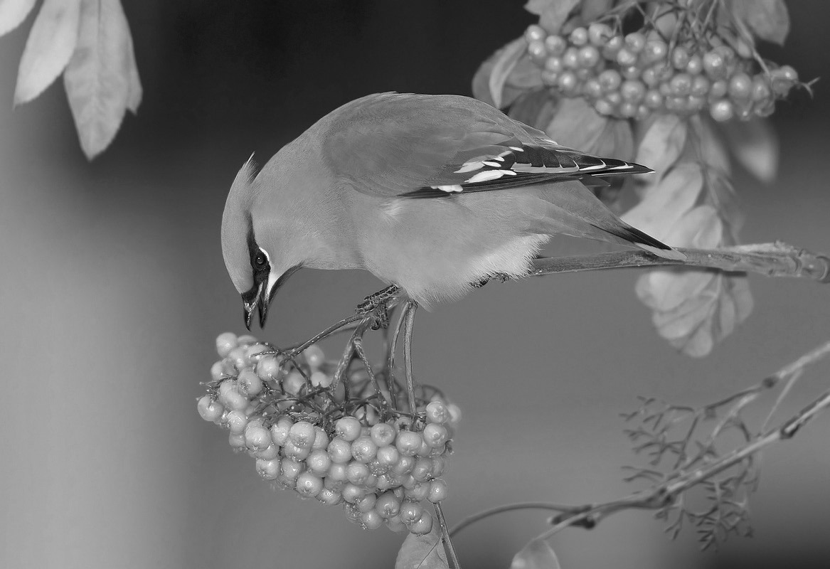 The mountainash tree provides both abundant food and good nesting cover for this waxwing bird. (Flickr photo by Keith Williams)