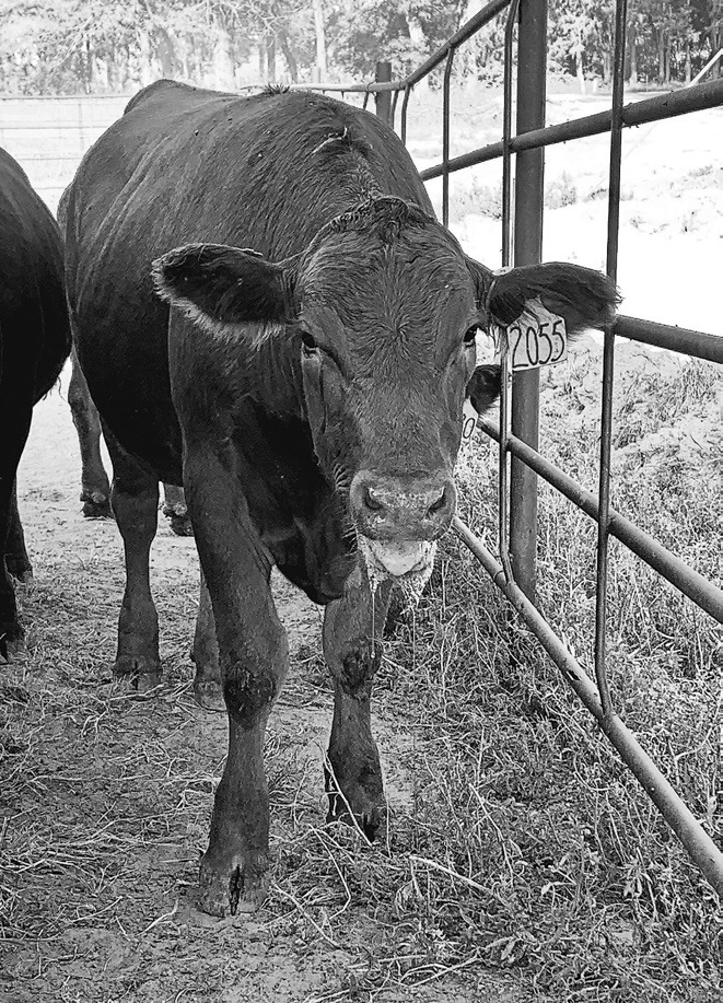 This calf exhibits a high panting score and foaming of the mouth caused by heat stress. (NDSU PHOTO) cont’d, on page A5