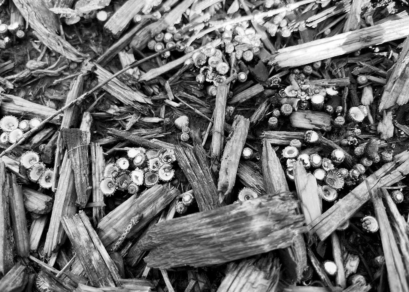 Fungi, bacteria and molds have an important function in our gardens, as they help decompose plant material. (NDSU photo)