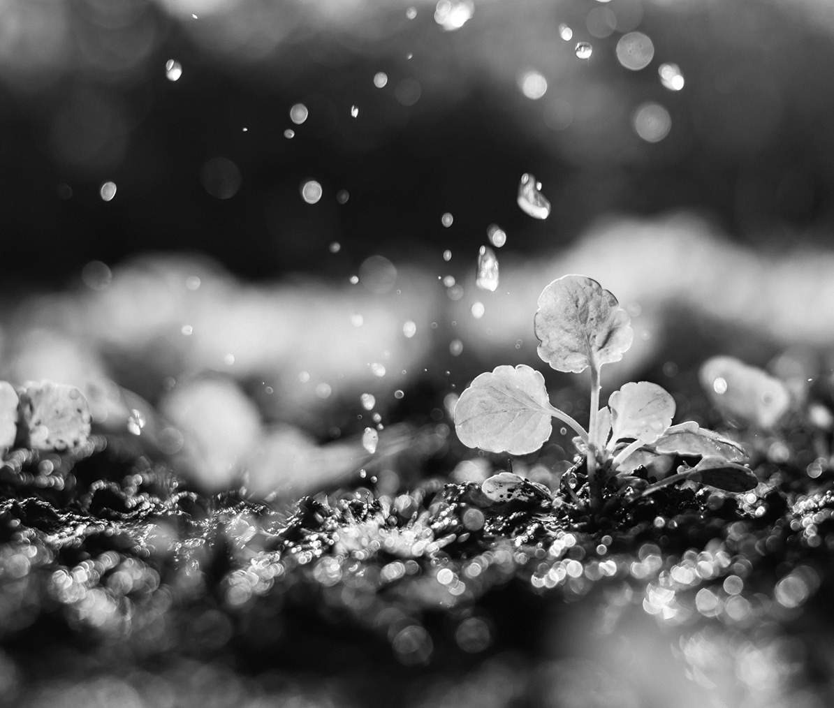 Wet conditions have led to uneven crop growth in the Borderland region this planting season.