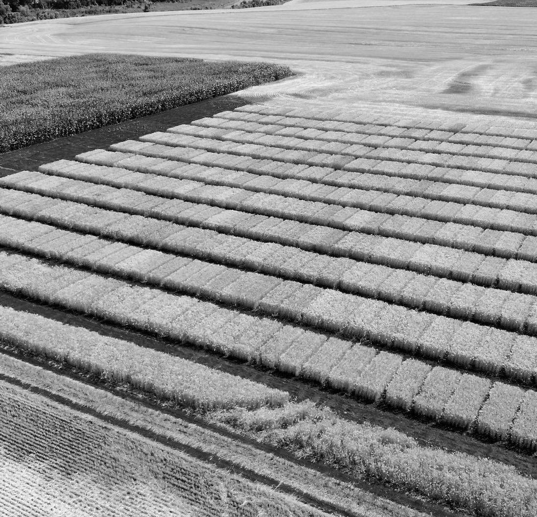 Crucial agricultural research is conducted in Fargo and at NDSU Research Extension Centers throughout the state. (NDSU photo)