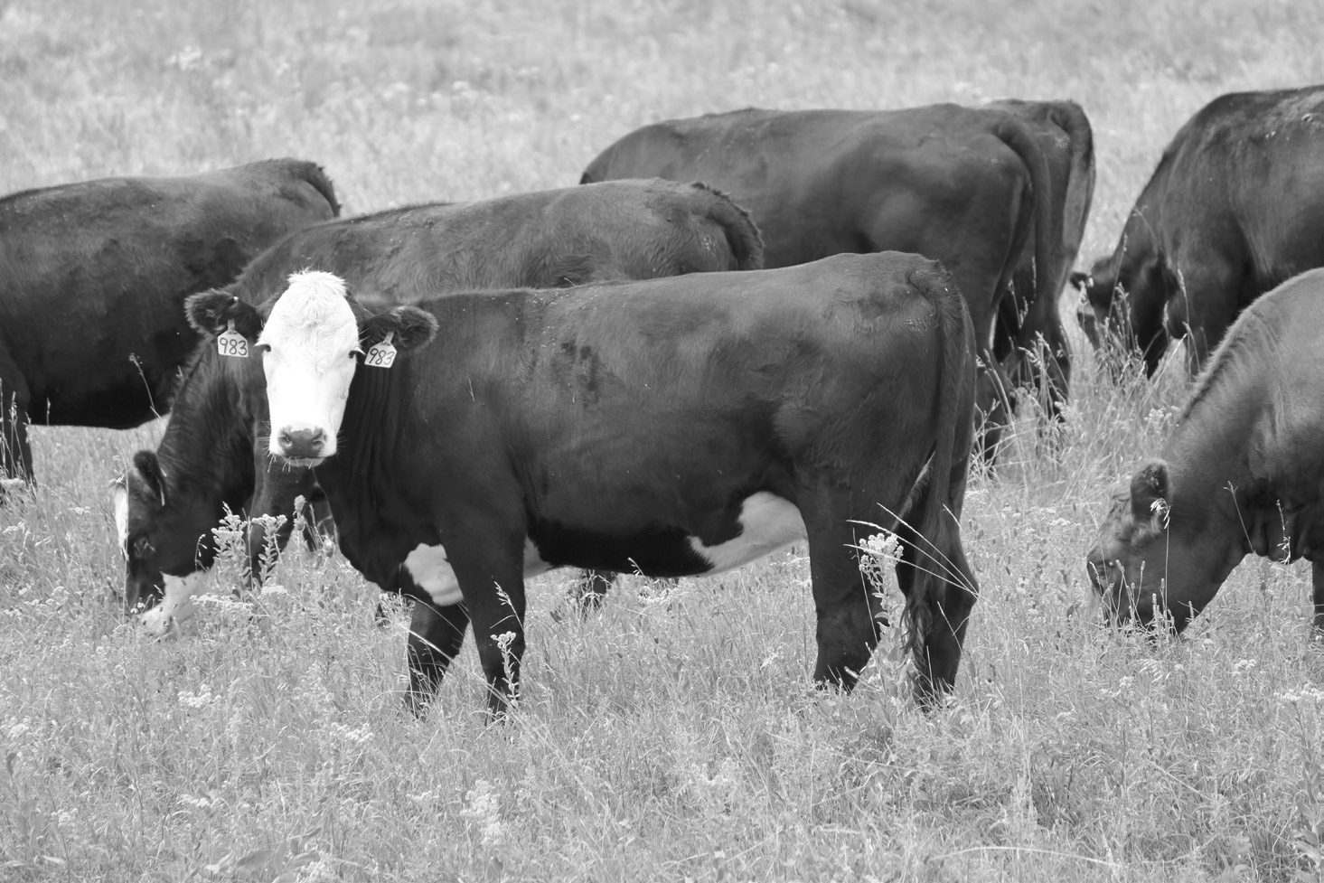 The best method of pregnancy checking in cattle will depend on the desired timing of detection after breeding, the labor required, the availability of trained professionals, and what information is needed for the management system. (NDSU photo)