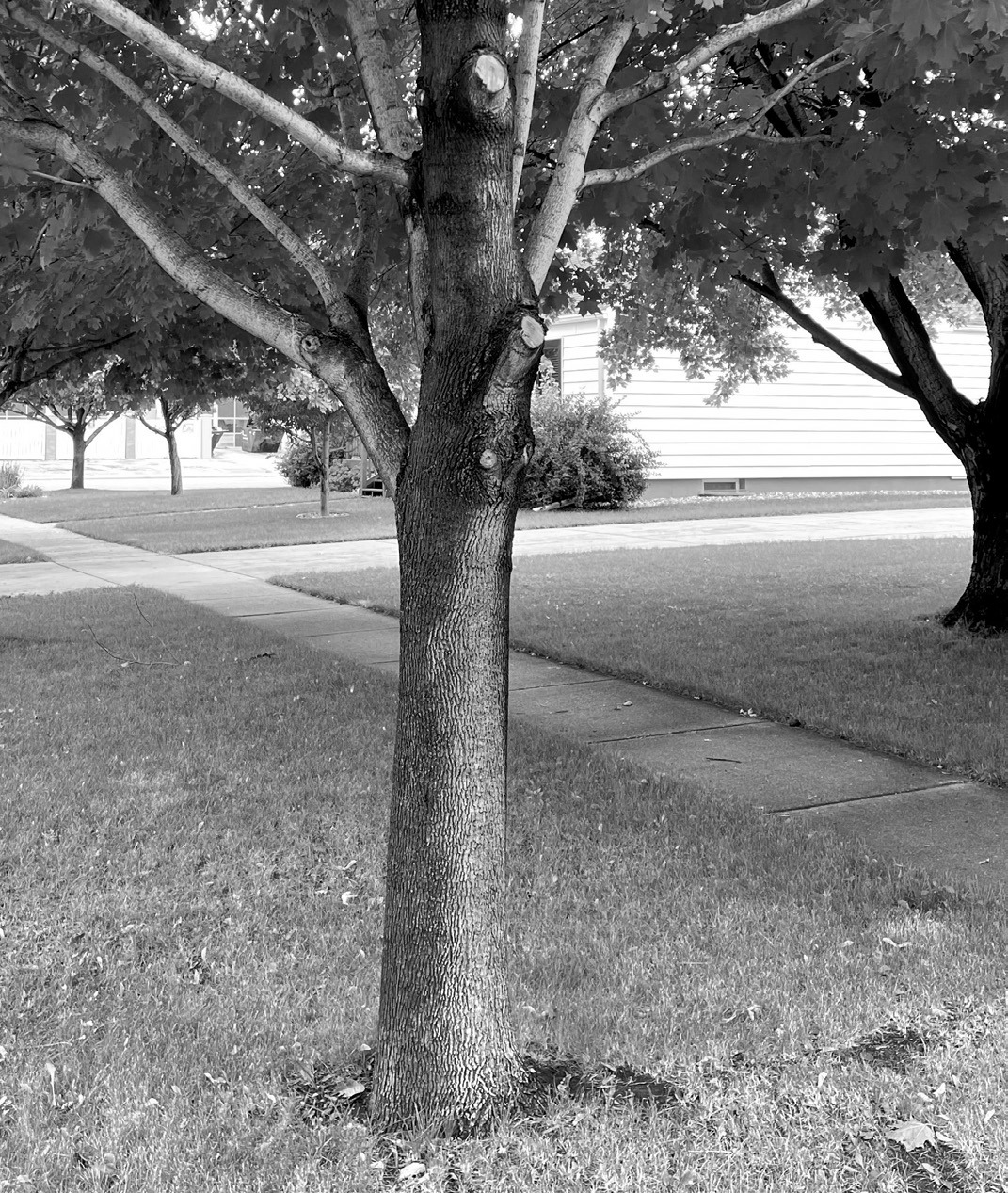 The bottom branch was easily reached from the ground but the upper two branches aren’t accessible. A pole saw would be perfect for this situation. (NDSU photo)