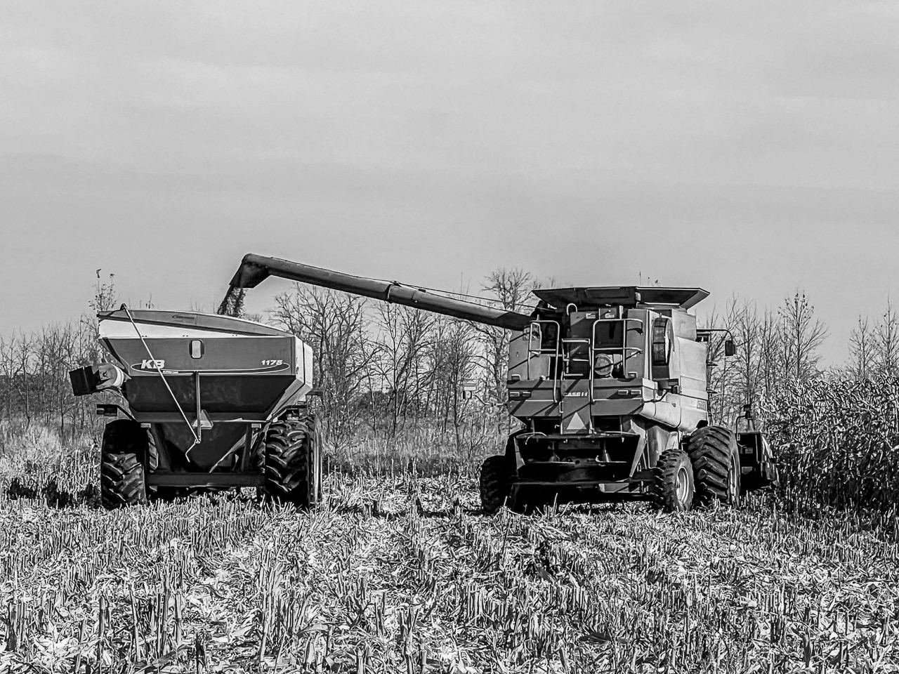 A farmer harvests corn near Mapleton, ND at the end of the 2024 growing season. Photo Sabrina Halvorson.